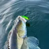 Blade bait RAID JAPAN Level vib boost 14g