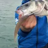 Soft bait RAID JAPAN Super fish roller 7.5