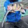 Soft lure SAWAMURA One up V tail 8