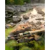 Canna spinning FAVORITE Arena River