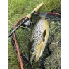 FAVORITE Arena River Spinning Rod
