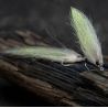 Amo mosca AHREX Curved Salt SA274