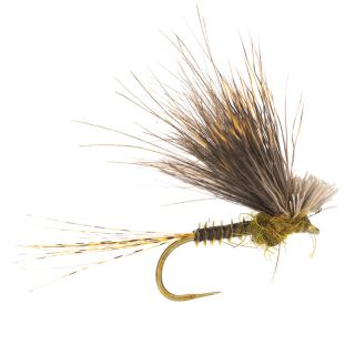 Mosca AB FLY Emergenti ECDYOPUNK OL