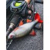 Esca morbida FOX RAGE Replicant roach