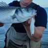 Surface lure XORUS Z Claw evo