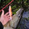 Soft bait MEGABASS Mag draft hasu raver