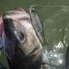 Swimbait GAN CRAFT Jointed claw 128 F