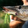 Esca morbida MEGABASS Gabarin