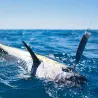 Pesce nuotatore TACKLE HOUSE Feed popper 150