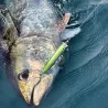 Poisson nageur TACKLE HOUSE Feed popper 175