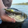 Surface lure XORUS Asturie silent 110