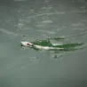 Poisson nageur XORUS Patchinko2