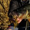 Rubber jig XORUS Ulti rubber jig 28g