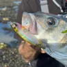 Surface lure XORUS Z Claw evo
