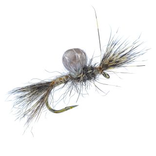 Sub-Sedge Spent Noir SBN Alan Campbell