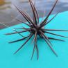 Hameçon texan DECOY Worm 35 medio hook