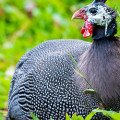 Guinea fowl