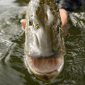 Pike fly fishing