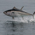 Fly fishing for tuna